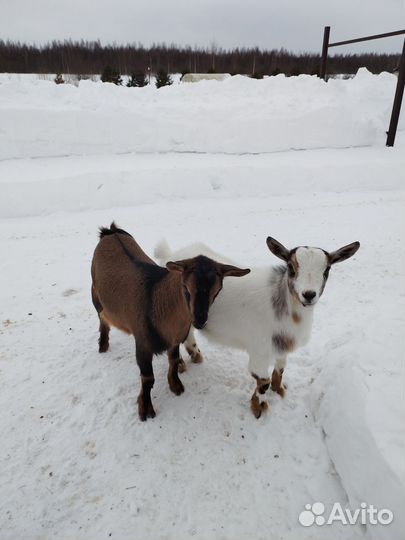Камерунские козочки 8 месяцев
