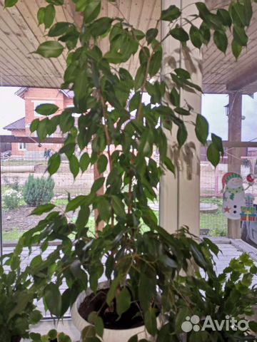 Цветы комнатные