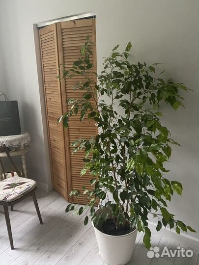 Фикус бенджамина