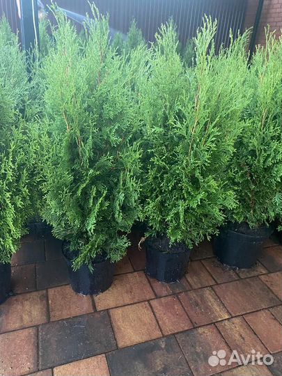 Туя колоновидная