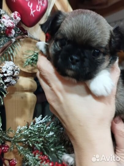 Щенки чихуахуа РКФ