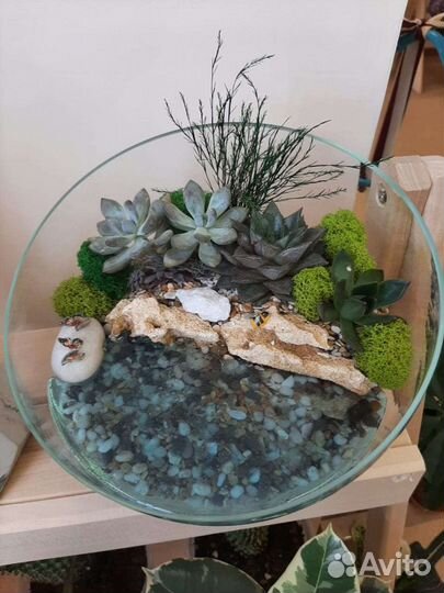 Цветы подарок флорариум