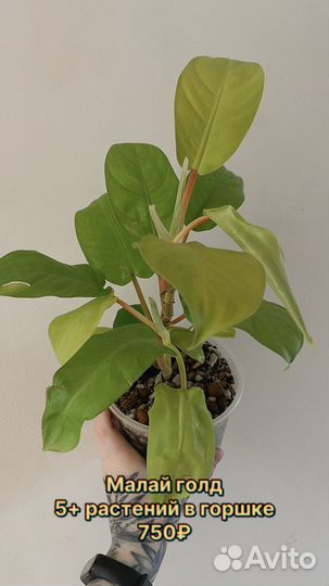 Филодендрон малай голд