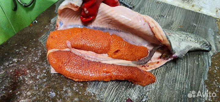 Карельская Форель