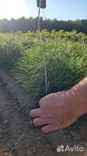 Саженцы сосны окс