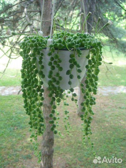 Крестовник роули