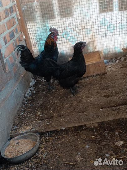 Продаю кур и уток