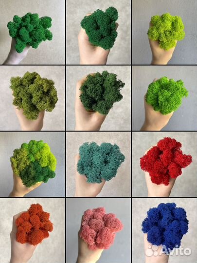 Стабилизированный мох ягель Зелёный Микс 5