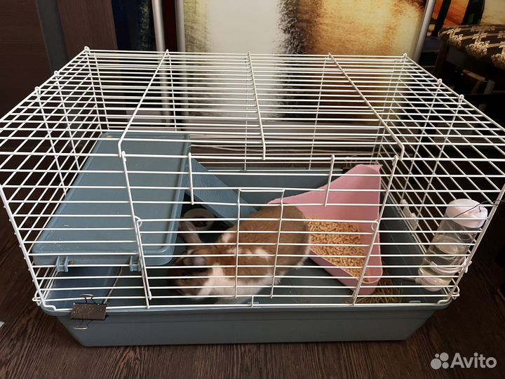 Кролик с клеткой