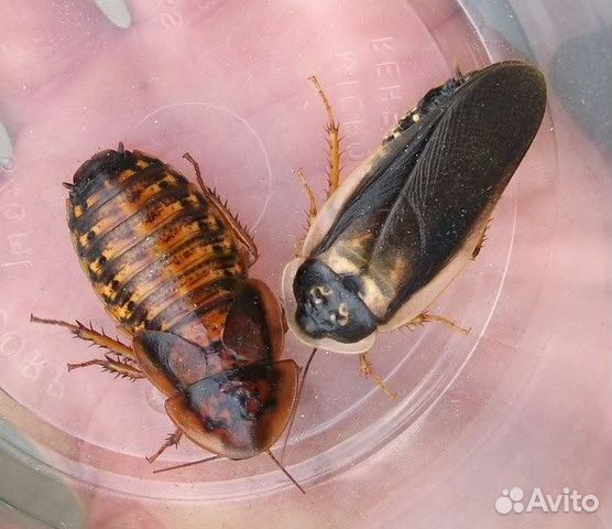 Кормовые насекомые