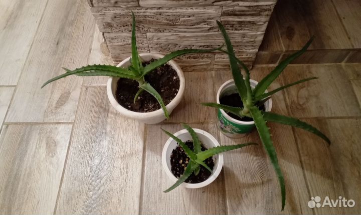 Алоэ столетник лечебный цветок