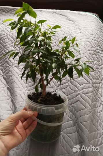 Фикус Бенджамина