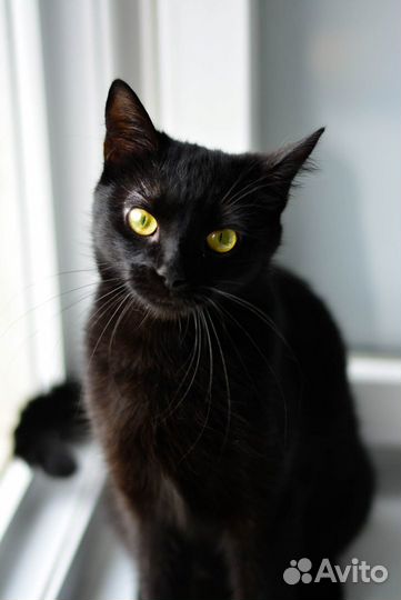 Брюнетка мечтает о доме