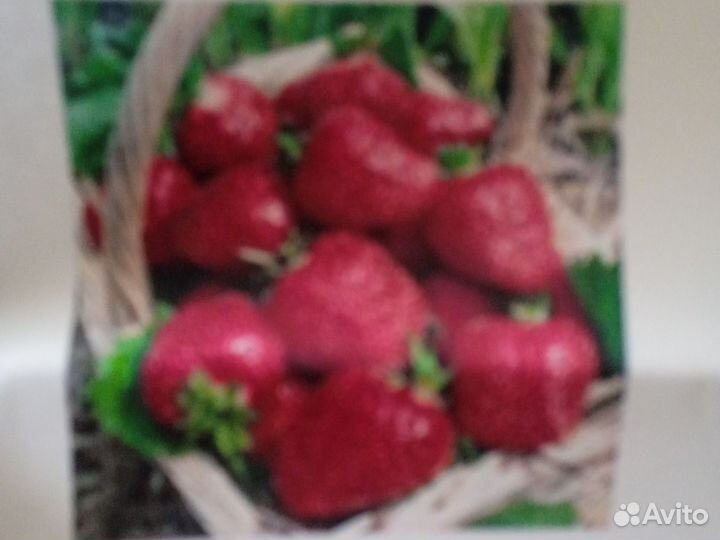 Рассада клубники усы