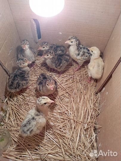 Индюшата возраст 2 недели