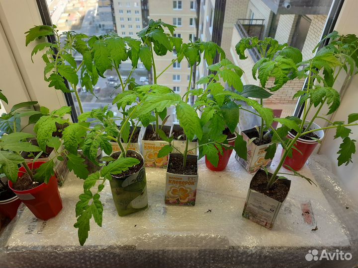 Рассада перцев и помидор