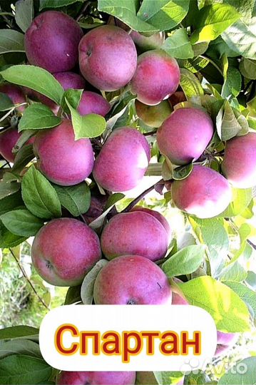 Яблоки зимние домашние