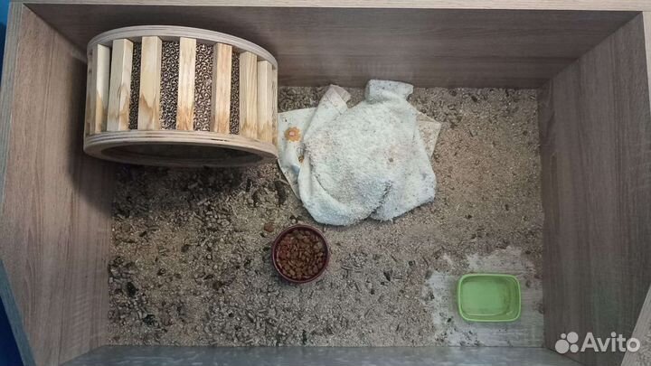 Африканский ежик