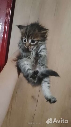 Котята в добрые руки бесплатно сибирская