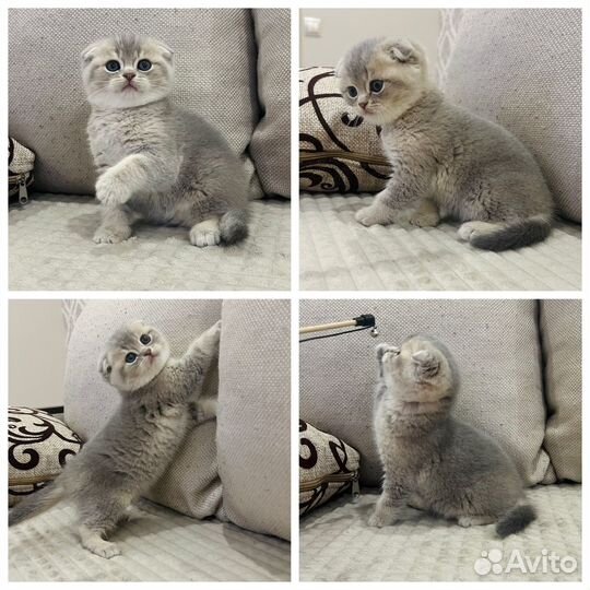 Шотландские вислоухие котята