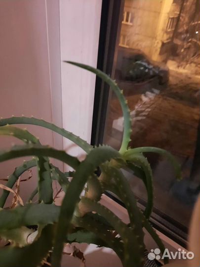 Отростки домашних растений