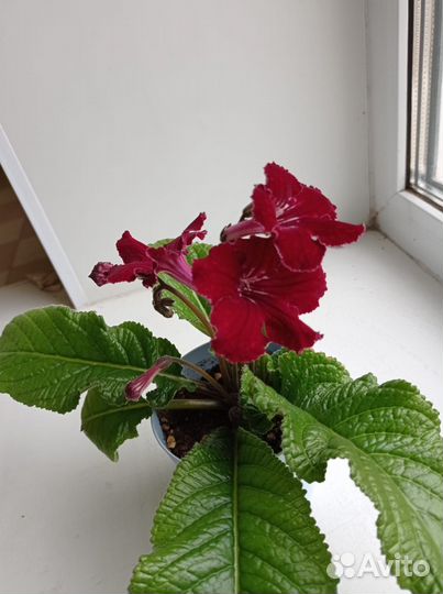 Стрептокарпусы