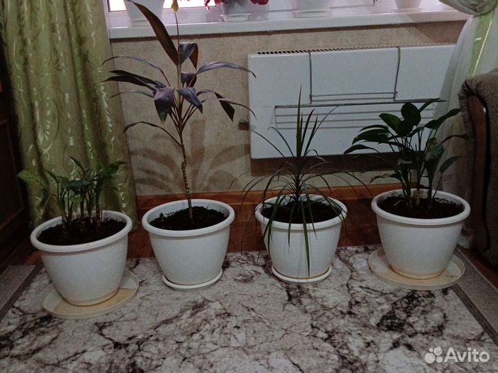 Комнатные цветы