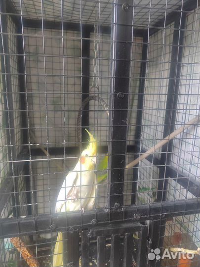 Попугай карелла с клеткой