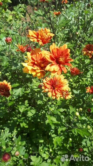 Хризантема садовая