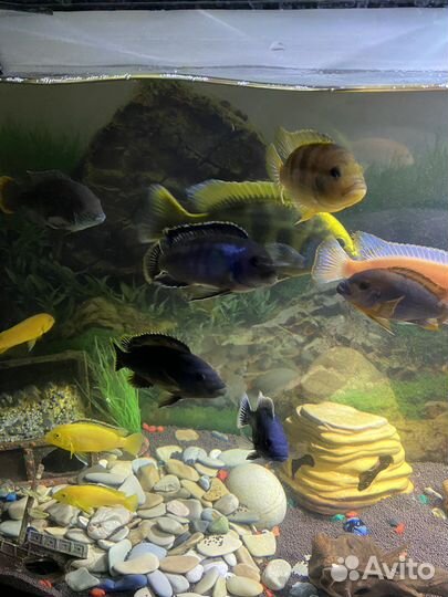 Рыбы цихлиды