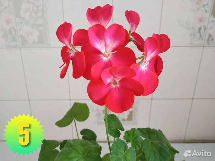 Герань пеларгония срезы черенки