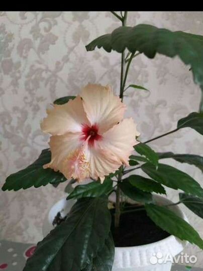 Гибискус китайская роза