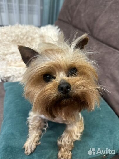 Йоркширский терьер мини девочка вязка