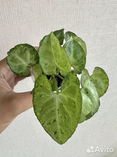 Сингониумы