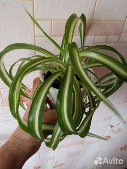 Хлорофитум кудрявый