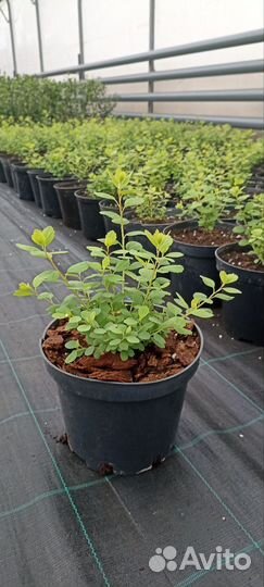 Спирея березолистная Тор