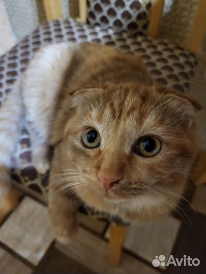 Котик рыжий вислоухий