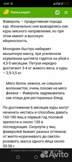 Куры домашние