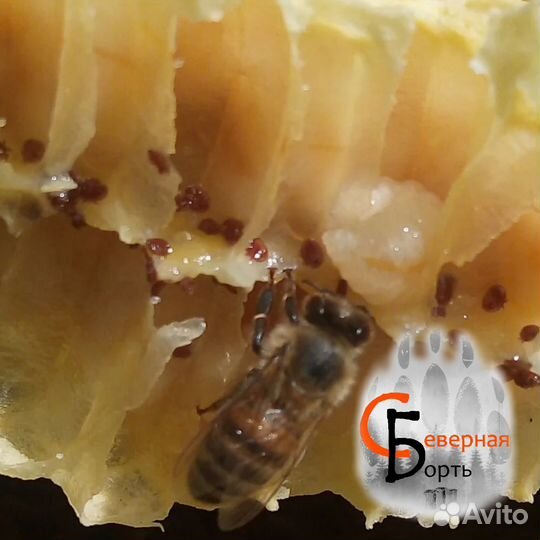 Для пчел от варроа, трахейного клеща и др