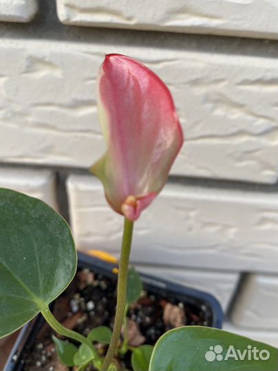 Антуриум Матата