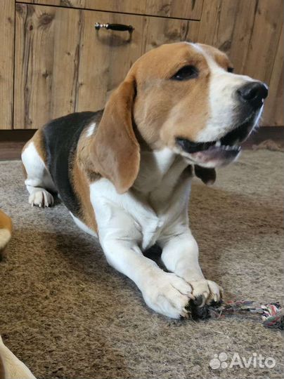 Кабель бигля на вязку