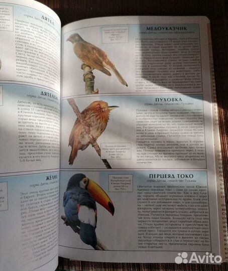 Все о птицах атлас - справочник