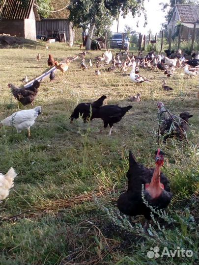 Мясо бройлера и петушков