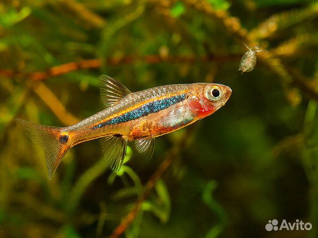 Микрорасбора светлячок (Boraras urophtalmodies)