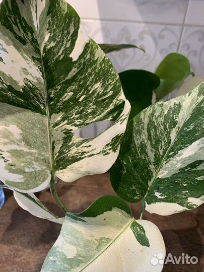 Монстера вариегатная альба