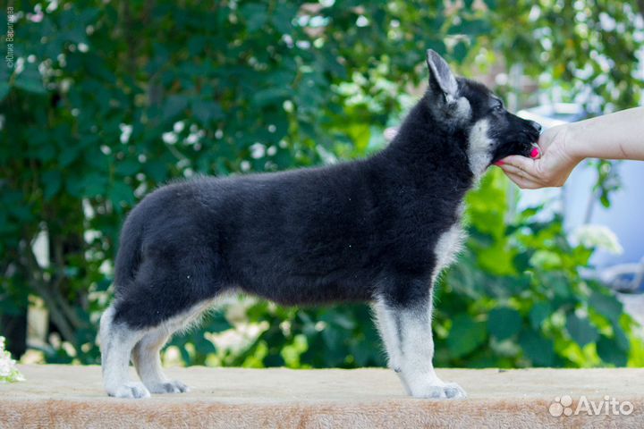 Щенки Восточноевропейской овчарки