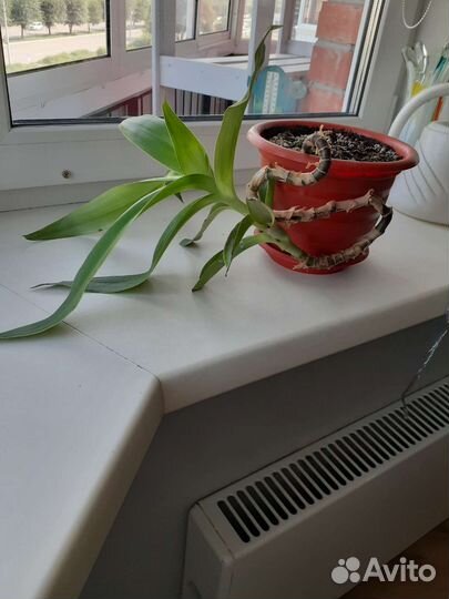 Комнатные цветы