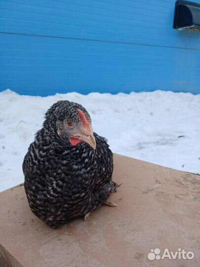 Куры Несушки