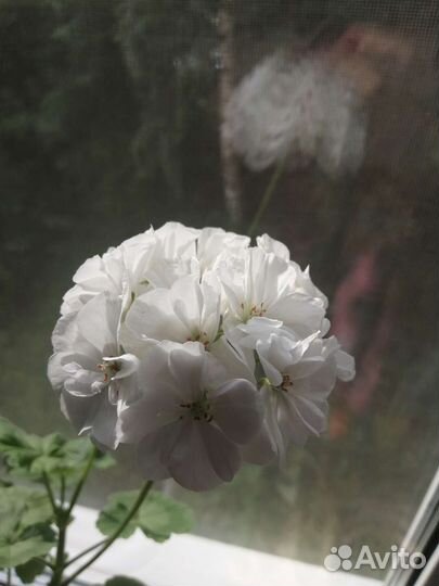 Герань пеларгония белая, красная, лососевся