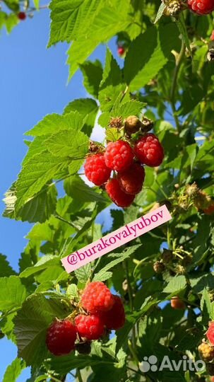 Саженцы малины